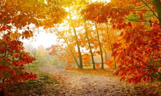 秋天的古诗 10句关于描写秋天的诗