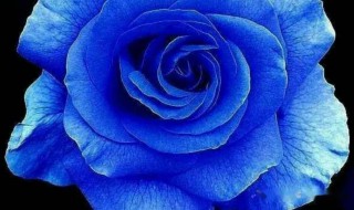 蓝色妖姬加满天星的花语是什么 有关蓝色妖姬加满天星的花语
