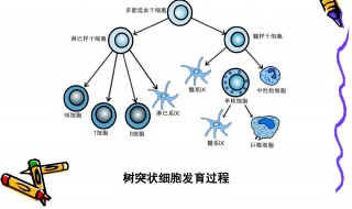 树突状细胞的特点是什么 树突状细胞的特点是怎么样的呢