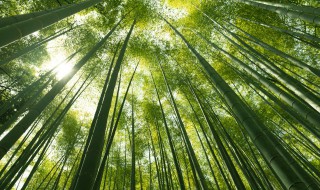 竹子精神品质有哪些 关于竹子精神品质介绍