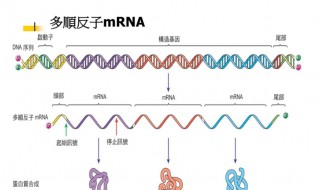 多顺反子多作用子是什么 多顺反子多作用子介绍