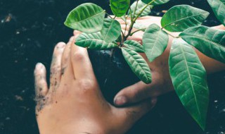 植物的根有什么作用 植物的根主要是干什么