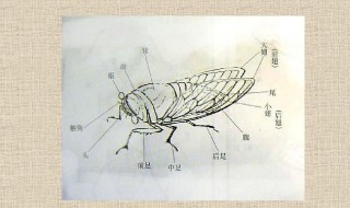 粘蝉用什么粘 粘蝉用什么胶粘