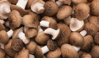 香菇怎么存放保鲜 存放香菇的方法