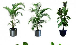 室内什么植物最好养 室内有哪些植物最好养