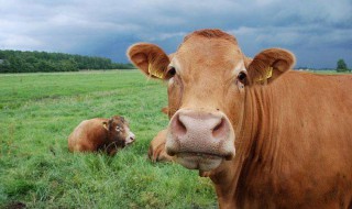 估算牛的重量方法 怎么估算牛的重量