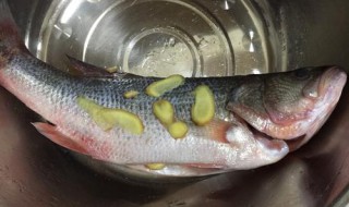 腌制海鲈鱼的制作方法 如何腌制海鲈鱼