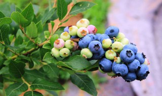 蓝莓鲜果怎么保存 保存蓝莓鲜果方法