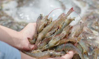 吃不完的虾怎么保存 如何存放虾