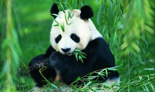 怎样描写大熊猫 如何描写大熊猫