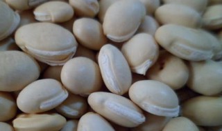 白扁豆怎么吃 吃白扁豆的正确方法