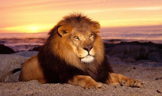 狮子的特点是什么 狮子的特征