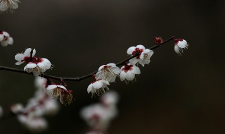 青梅花怎么水养 青梅花水养方法