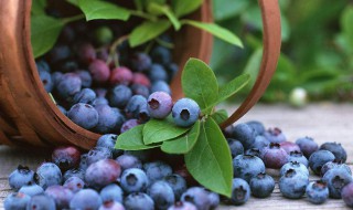 蓝莓的功效与作用 保护眼睛增强视力