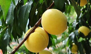 黄桃的功效与作用 吃黄桃的注意事项