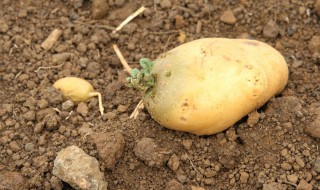 发芽的土豆能吃吗 发芽的土豆最好不要吃