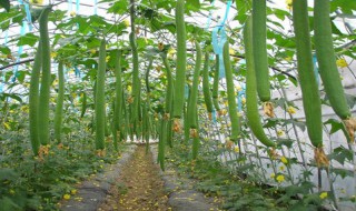 种植需要什么手续 农村种植合作社需要什么手续