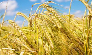 大麦怎么吃 大麦常见的食用方法介绍