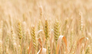 麦子防虫用什么方法 怎么给麦子防虫