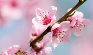 春天桃花开是什么意思 春天桃花开意思是什么