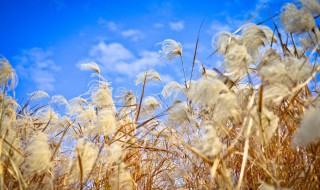 芦苇的意思 芦苇是什么意思