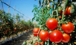 自己种的番茄的储存方法 自己种的番茄怎么储存