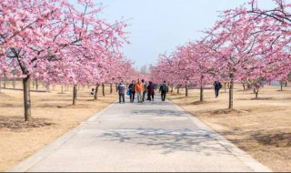 我国哪所百年高校的樱花景点最为著名? 哪个大学因为樱花出名