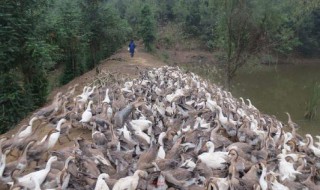 农村养鸭环境污染怎么办 可以这样解决