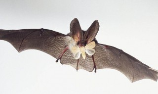 蝙蝠的耳朵有什么作用 蝙蝠耳朵的秘密