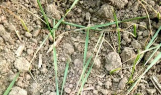 北方夏季种菜怎样防止土壤结块 怎么能避免土壤结块