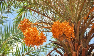 沙特阿拉伯种植椰枣的有利条件 椰枣是什么果实