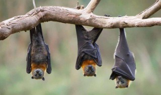 蝙蝠属于鸟类吗 作息时间如何