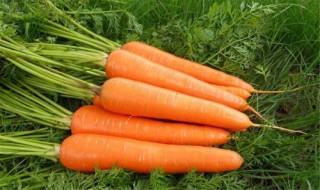 胡萝卜怎么吃最有营养 喜欢养生的你务必要看