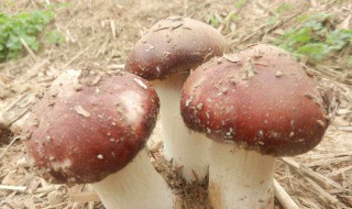 蘑菇怎么种植方法 应该怎么做