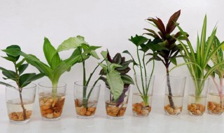 水培植物与土培植物的区别 水培植物与土培植物的区别介绍