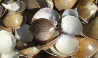 蛤壳的功效与作用 蛤壳的功效与作用有哪些