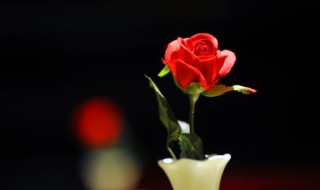 玫瑰爱情诗句 关于玫瑰爱情诗句