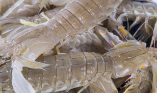 皮皮虾的做法及清洗 关于皮皮虾的做法及清洗