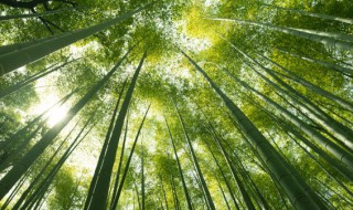 竹子的诗句古诗 竹子的诗句有哪些