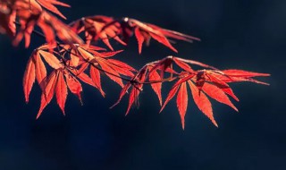 描写秋天景色的古诗句 描写秋天景色的诗句有哪些