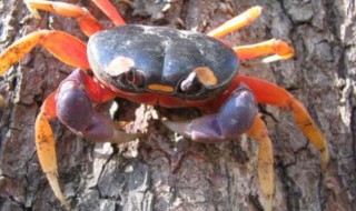 山螃蟹吃什么 关于山螃蟹吃什么
