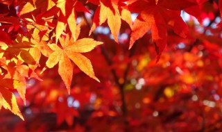 关于秋的诗句古诗 秋的诗句有什么