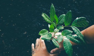 植树节是什么意思 什么是植树节