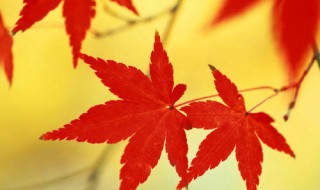 关于秋的诗句 秋的诗句有什么