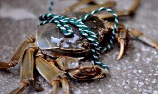 青蟹怎么保存 如何保存螃蟹