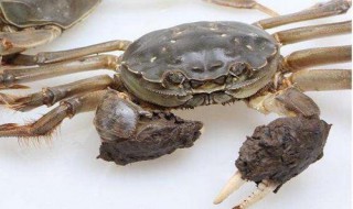 活螃蟹怎么保存 如何保存螃蟹