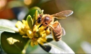 春繁繁蜂方法 密蜂养殖春繁蜂箱内保温的最佳方法