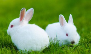 兔粪可以直接施肥吗 兔子粪便能不能直接施肥
