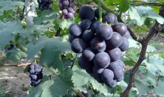 巨峰葡萄是什么品种 巨峰葡萄属于什么品种呢