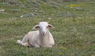 地锅炖羊肉需要多久 炖羊肉需要怎么制作
